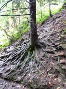 11.13.05 Arboretum-Pittock Mansion-Macleay Park 009 